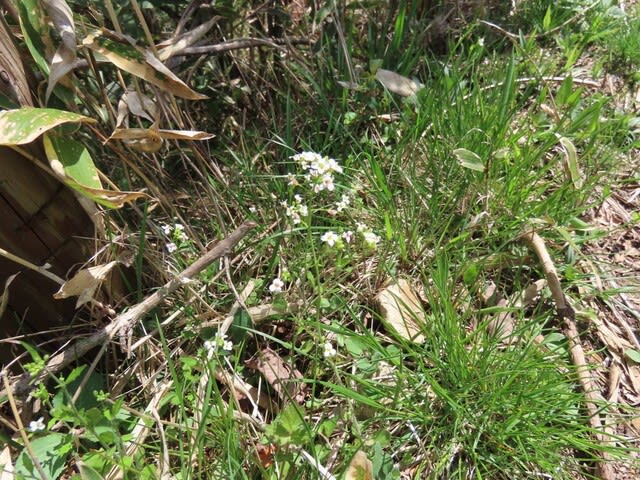 高ボッチ高原・鉢伏山で最近咲いている花　ハクサンハタザオ（白山旗竿）