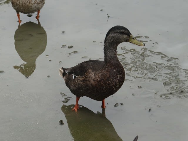 加茂荘花鳥園 たくさんの自然と氷菓と 水族館とか動物園を巡って