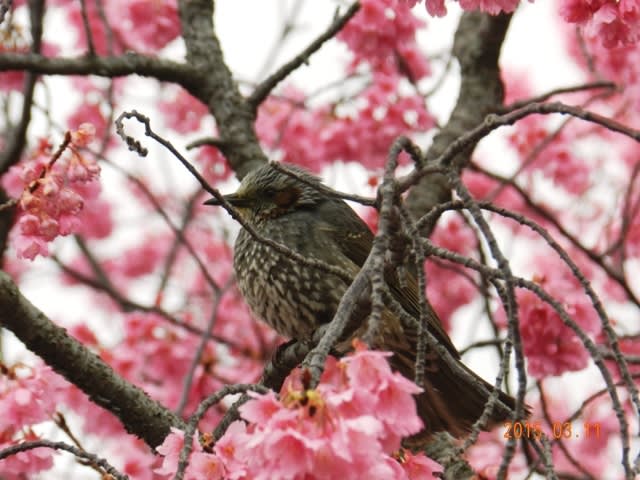 無我苑横の寒緋桜の画像