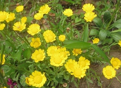 3月31日 日 ムルチコーレ ミ の 花 暦 3月31日 日 ムルチコーレ ミ の 花 暦