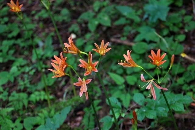 オオキツネノカミソリとキツネノカミソリ 山帽子のとまりき2 オオキツネノカミソリとキツネノカミソリ 山帽子のとまりき2