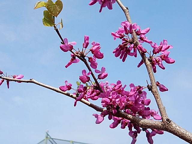 ハナズオウ 恋する花たち