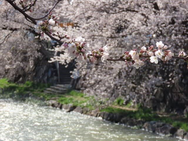 女鳥羽川（めとばがわ）の桜　長野県　松本市
