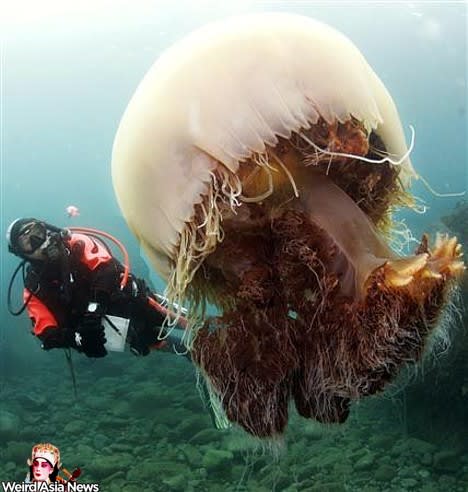 大きなクラゲ 海人の深深たる海底に向いてー深海の不思議ー