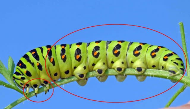 キアゲハ 黄揚羽 の5齢幼虫 武器は濃縮ガス 温泉ドラえもんのブログ