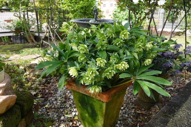 クリスマスローズの花がら摘みと植え替え のんびり ゆったり クリスマスローズの花がら摘みと植え替え のんびり ゆったり