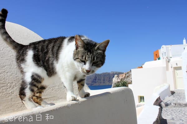 サントリーニ島の青いドーム セレナ日和