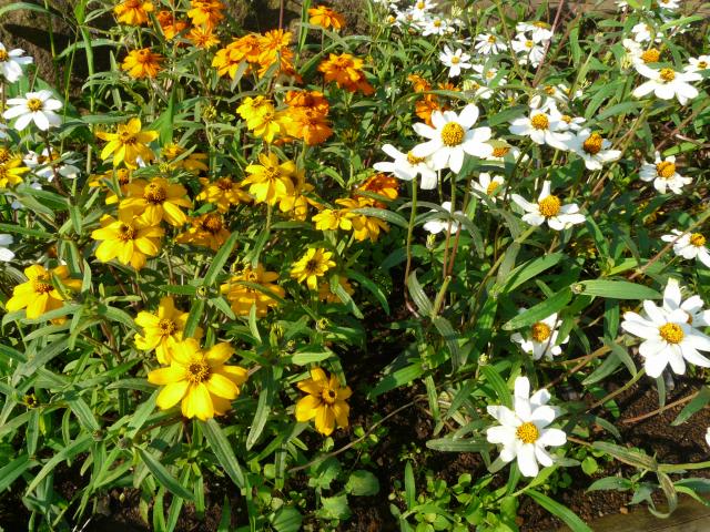 花壇の花々 ジニア リネアリス ニチニチソウ ポーチュラカ せっかち散歩
