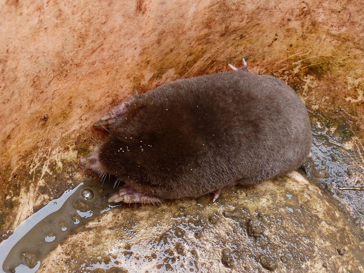 モグラ 土竜 越中富山いろいろ紹介 モグラ 土竜 越中富山いろいろ紹介