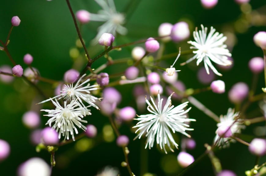 白岩山の山野草 16年8月 夏の花が いっぱい 咲いてました 延岡の山歩人ｋ