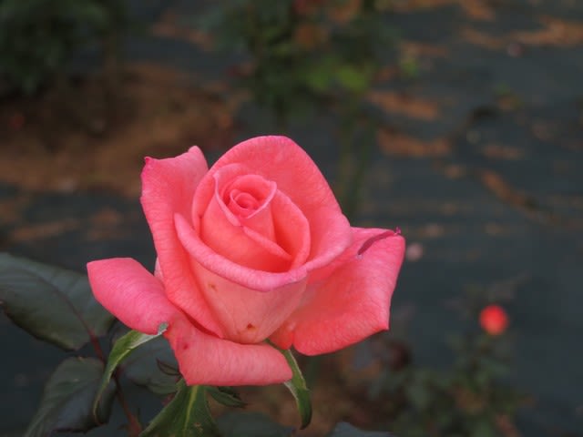 サーモンピンクの清純なバラ プリンセス サヤコ 薔薇シリーズ223 野の花 庭の花