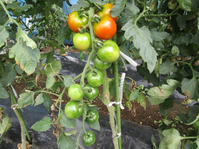 7月13日 中玉トマト整枝 ビギナーの家庭菜園
