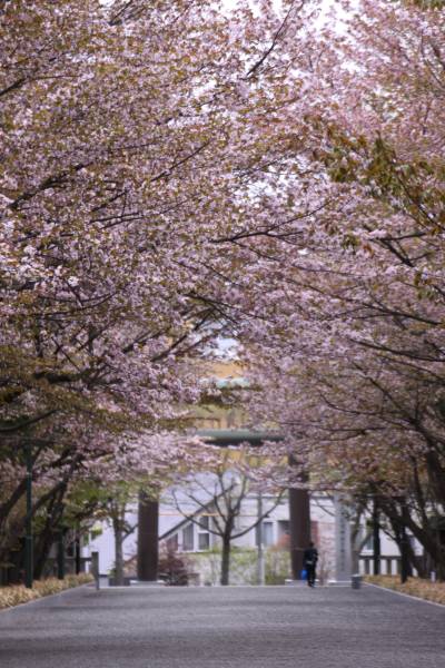 写 円山公園の桜 札幌 ぴかりんの頭の中味 写 円山公園の桜 札幌 ぴかりんの頭の中味