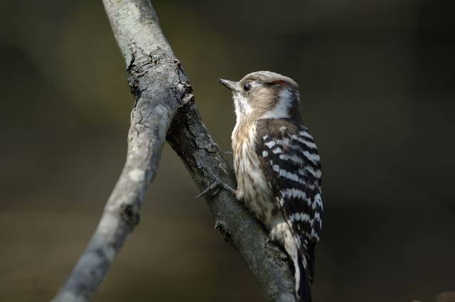 日本で一番小さいキツツキ 野鳥 折々の記録