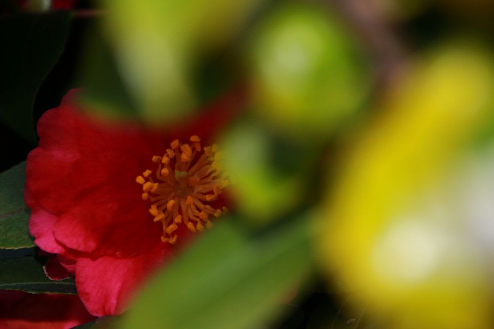 春のお花で背景色のお勉強 写真家のお花写真撮影日記