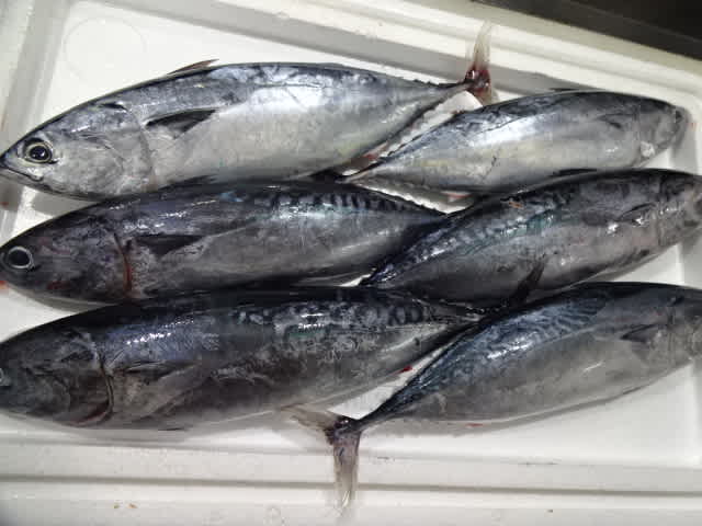 そうだ カツオ食べよう ソウダガツオ 超レア シイラ マヒマヒ 秋は ボラ 三連休はかねしげの お刺身 に決まりだねッ 発寒かねしげ鮮魚店の魚屋しげ 札幌市西区 発寒かねしげ鮮魚店 のおすすめ情報