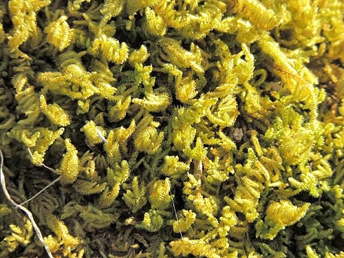 苔かなあ?!ちかうかもしれません 奈良県観音寺にて 2021年3月 画像