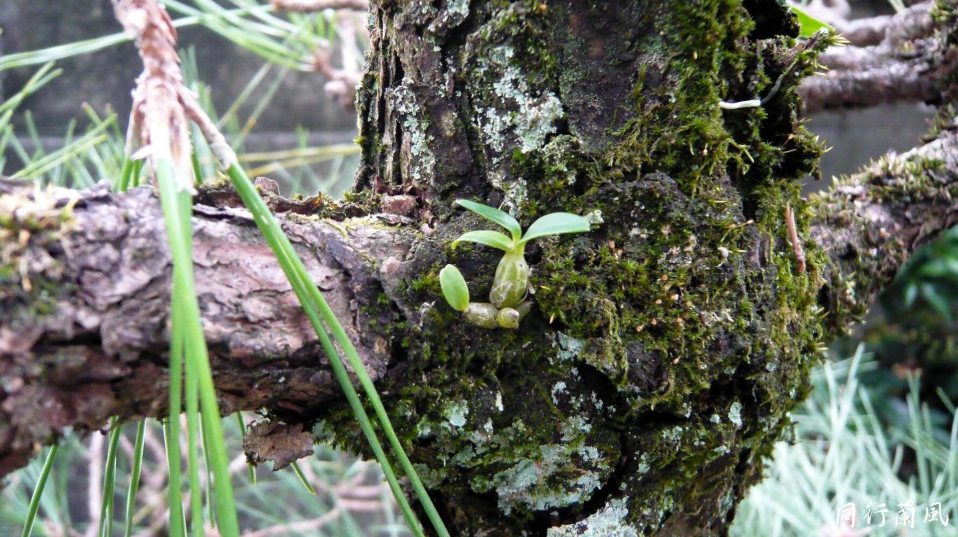 セッコクの自然実生 松の木 同行蘭風 富貴蘭との夢おい旅
