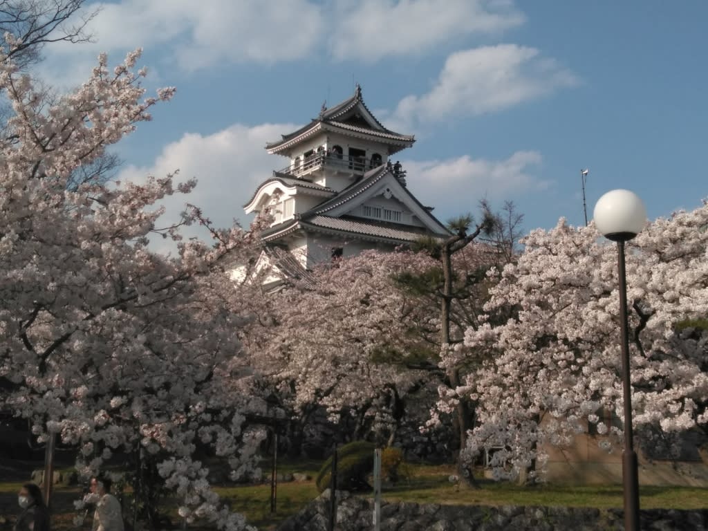 豊公園 桜満開 風に吹かれて マウンテン ロードバイク走行記