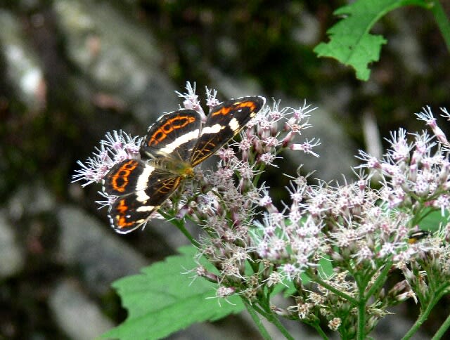 国定公園：散策で出会った蝶。吸蜜中