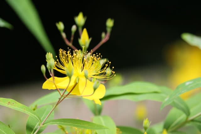 ビヨウヤナギ 楊貴妃に所縁のある花は6月30日の誕生花 Aiグッチ のつぶやき