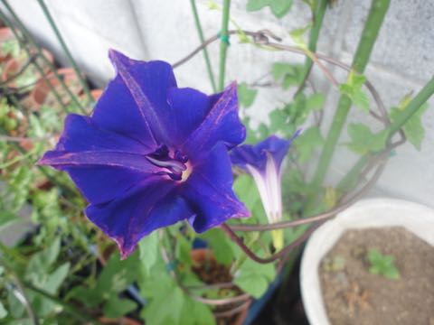年のアサガオ 桔梗咲の花 草花好きのひとりごと