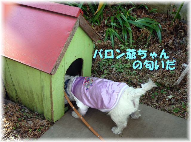 バロン爺ちゃんの犬小屋 クーンとお散歩