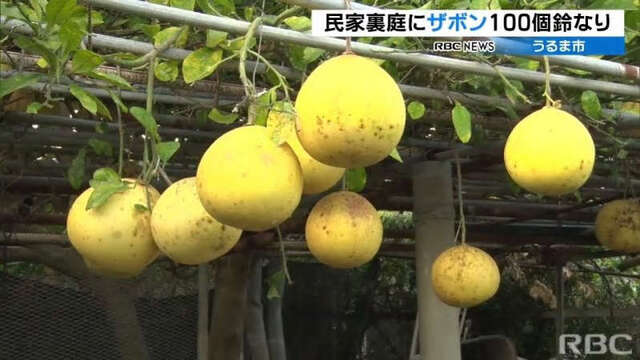 ザボン（朱欒）/ブンタン（文旦）　2022年1月12日（水） - peaの植物図鑑