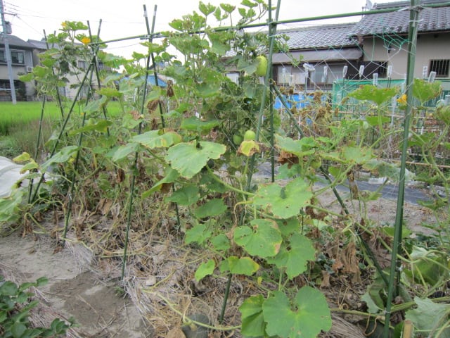 えびすカボチャは支柱栽培できないみたい 大好き 野菜の時間