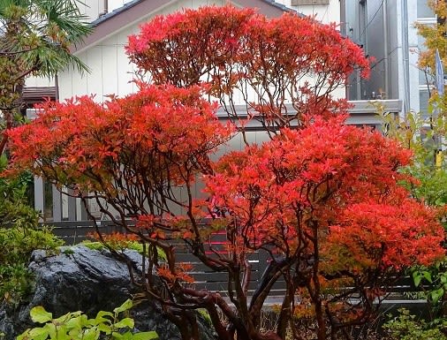 庭の紅黄葉 2019(8)~「ドウダンツツジ」 - Koba の庭~春夏秋冬 庭の紅黄葉 2019(8)~「ドウダンツツジ」 - Koba の庭~春夏秋冬