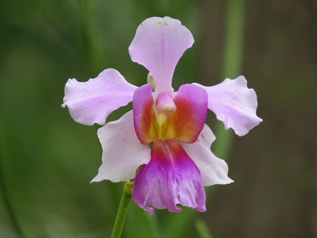 バンダ ミス ジョアキム 花のある生活