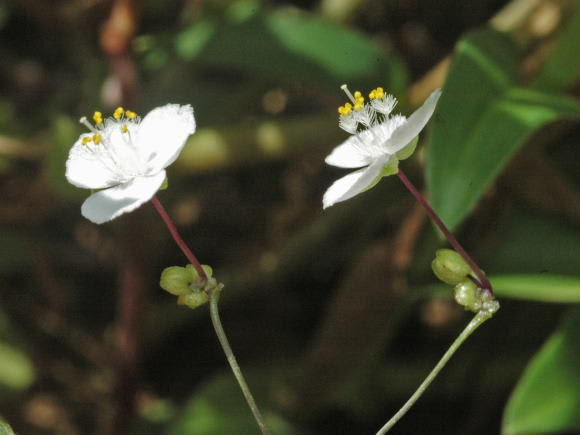 ブライダルベール Gibasis Pellucida 花 花 Flora