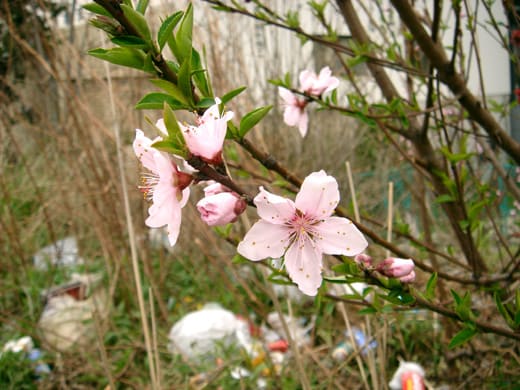 ゴミ溜めの花 あまもりのなんやかんや