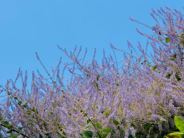春 メイフラワー満開 沖縄の史跡と沖縄四季の花