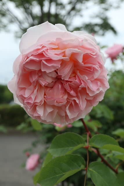 ピンクを帯びたアプリコット色のバラ エブリン 春薔薇シリーズ 21 062 野の花 庭の花 ピンクを帯びたアプリコット色のバラ エブリン 春薔薇シリーズ 21 062 野の花 庭の花
