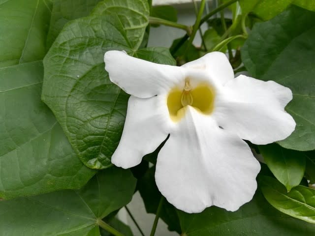 ついに咲いた白い花 ハワイ生活とリボンレイ
