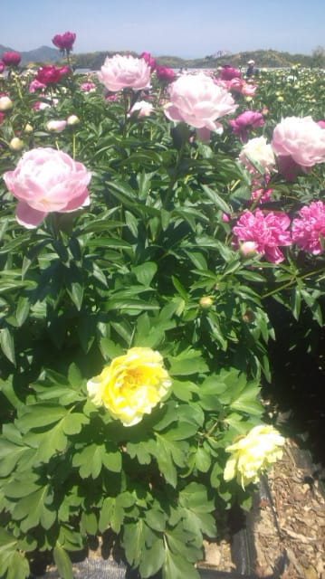 ブログ春野雨森芍薬農園