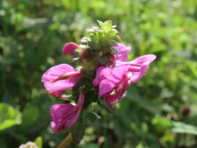 高ボッチ高原・鉢伏山の植物　トモエシオガマ（巴塩竃）