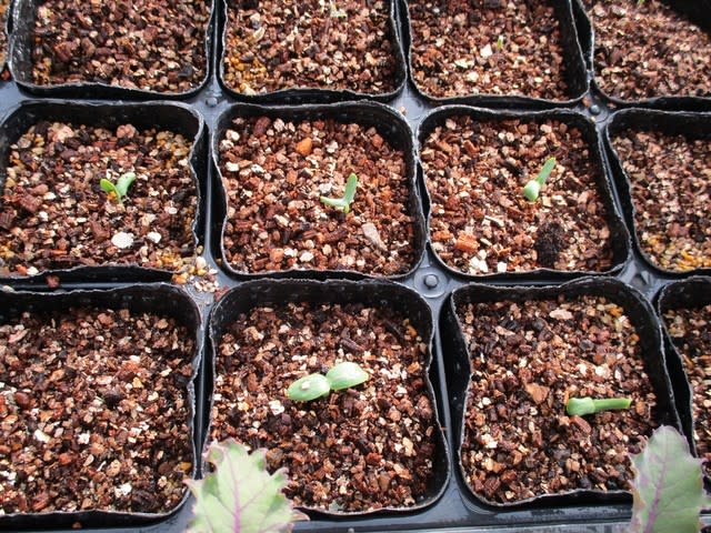 メロンとスイカ芽が出ました 小さな森の薔薇 メロンとスイカ芽が出ました 小さな森の薔薇