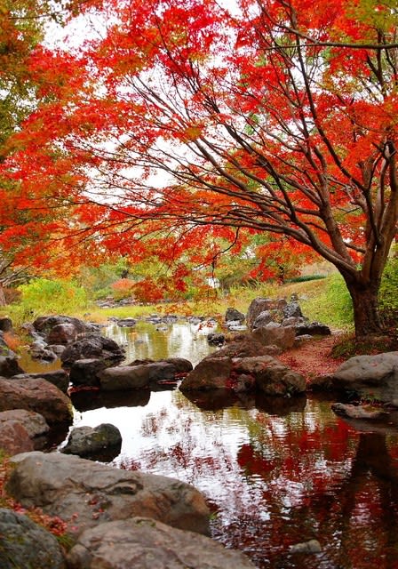 万博公園もみじ川の紅葉 四季の花と風景写真