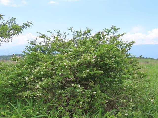 高ボッチ高原・鉢伏山で最近咲いている花　ミヤマイボタ（深山水蝋）