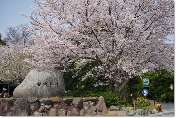 桜咲く櫻木神社へ あぜ道日記