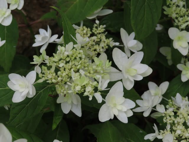 白の装飾花も両性花も八重になるヤマアジサイ 白鳥 アジサイシリーズ 30 野の花 庭の花