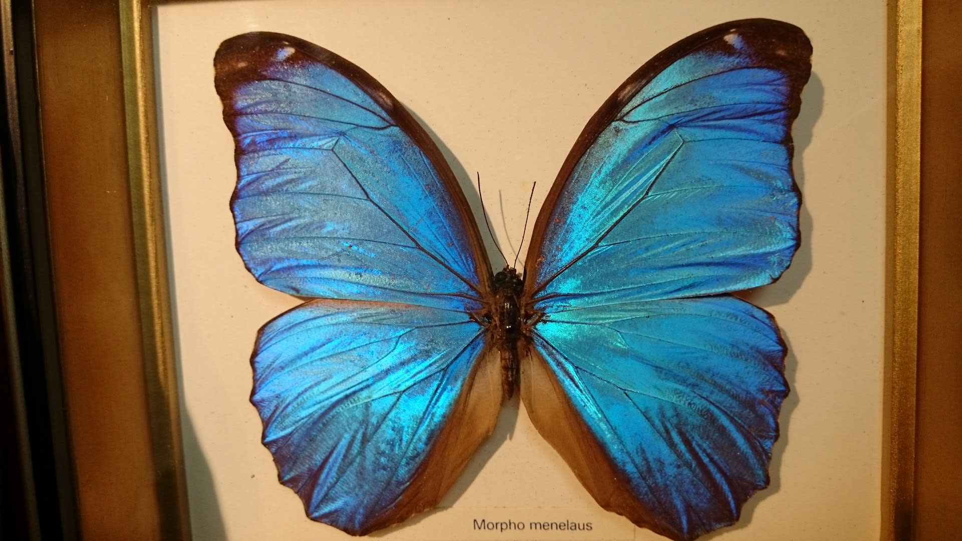 モルフォ蝶 アンモライト 地球が生んだ奇跡の化石