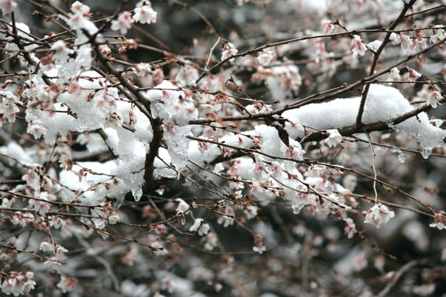 シキザクラ（雪桜）