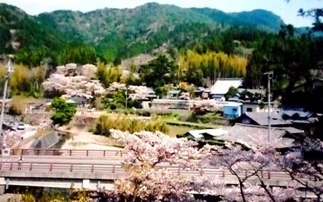 共栄橋越しに写した、「横輪桜」満開の横輪の春風景 共栄橋越しに写した、「横輪桜」満開の横輪の春風景