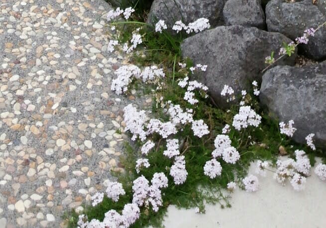 タピアン カーペット咲き 雑木と宿根草とクレマチスの小さな庭づくり