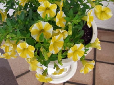 最高かつ最も包括的なレモンスライス 花 最高の花の画像