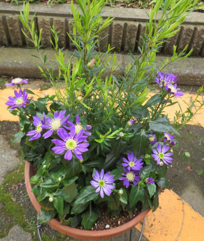 ミヤコワスレの紫の花