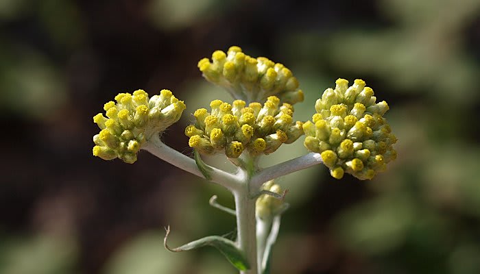 ハハコグサ 母子草 カタバミ 傍食 ホトケノザ 仏の座 みつい台周辺の花と蝶